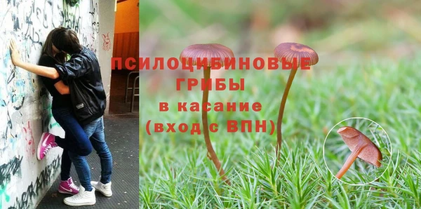 прущие грибы Пестово